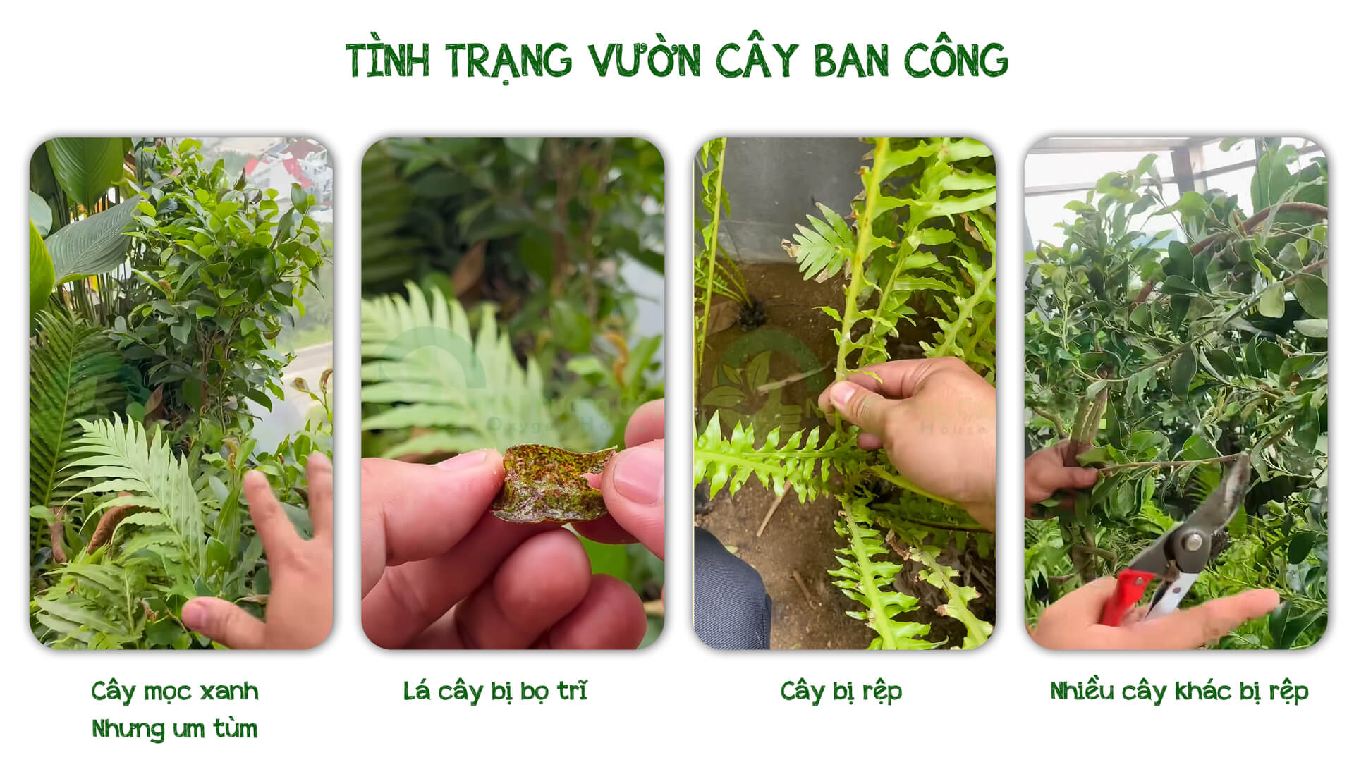cây rậm rạp, bị bọ trĩ và rầy phấn trắng