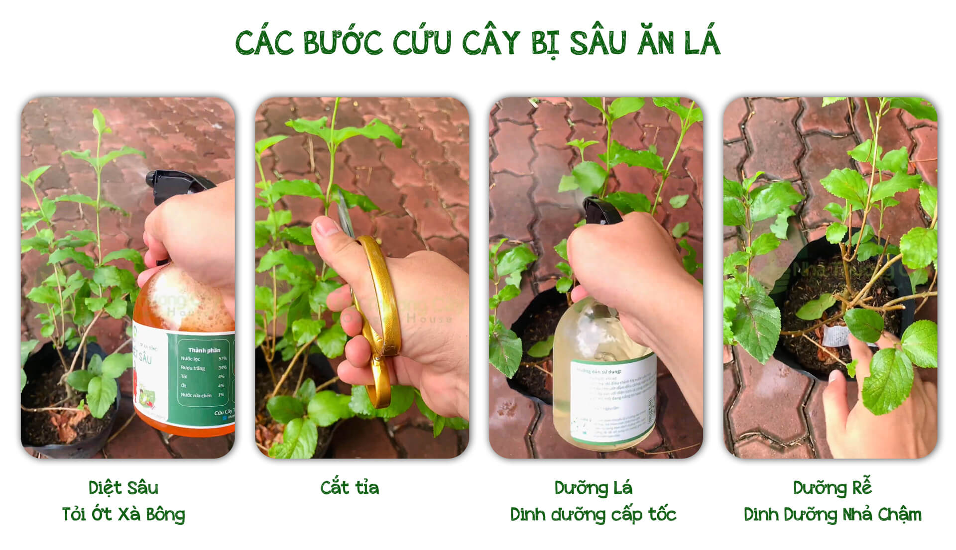 các bước thực hiện cứu cây bạch trầm hương bị sâu ăn lá
