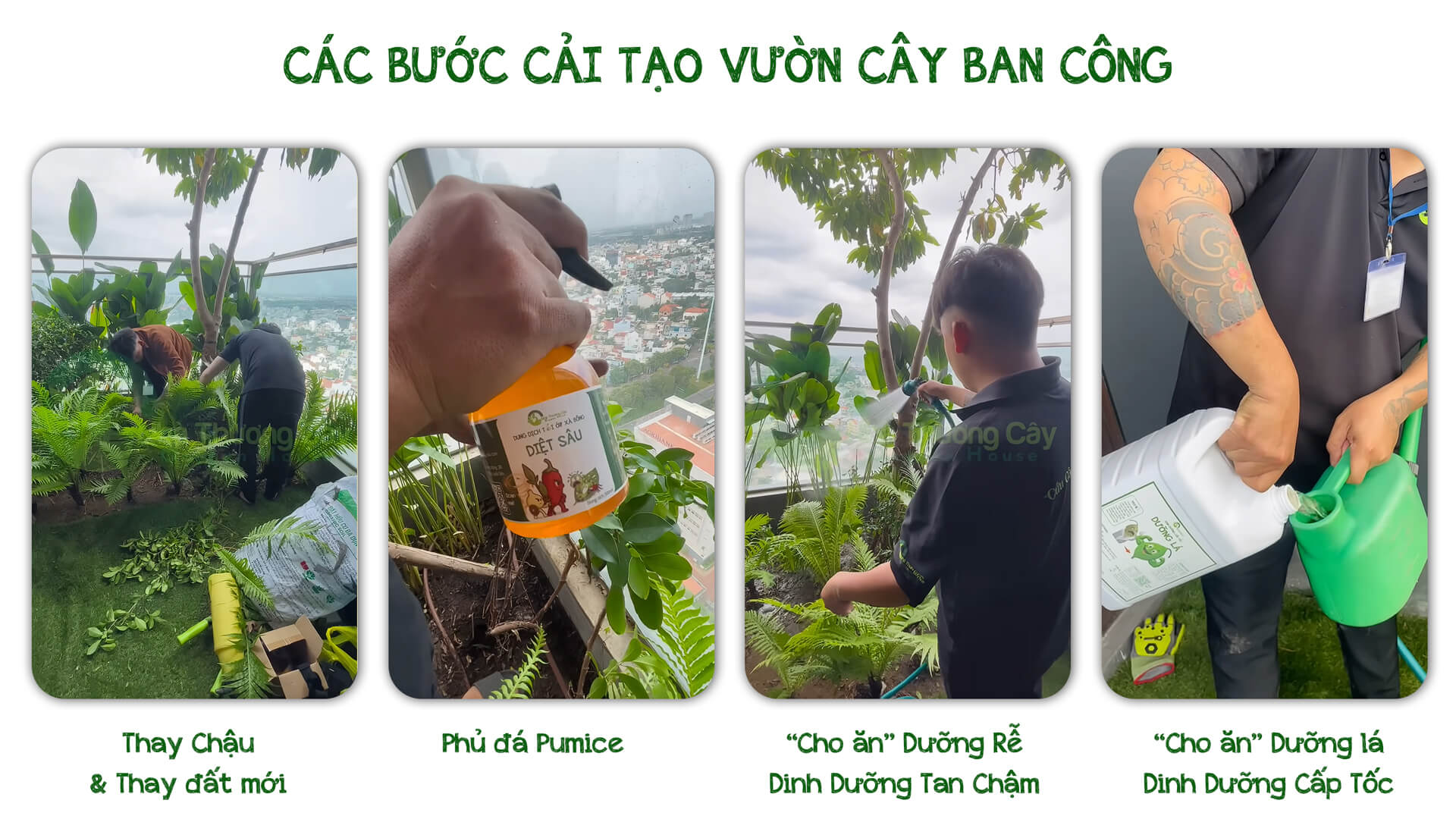 8 bước cứu cây ở vườn cây ban công thủ Đức