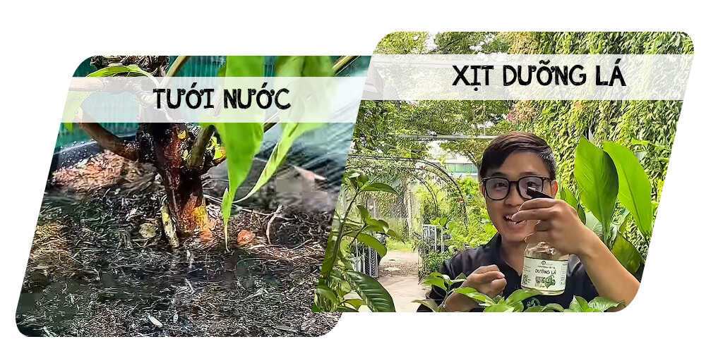 Cứu-cây-Lài-Tarenna-bị-héo-rũ-thiếu-nước-dù-mưa-liên-tục-nhiều-ngày-02