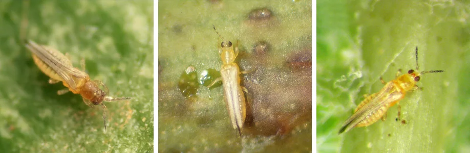 con bọ trĩ là con gì