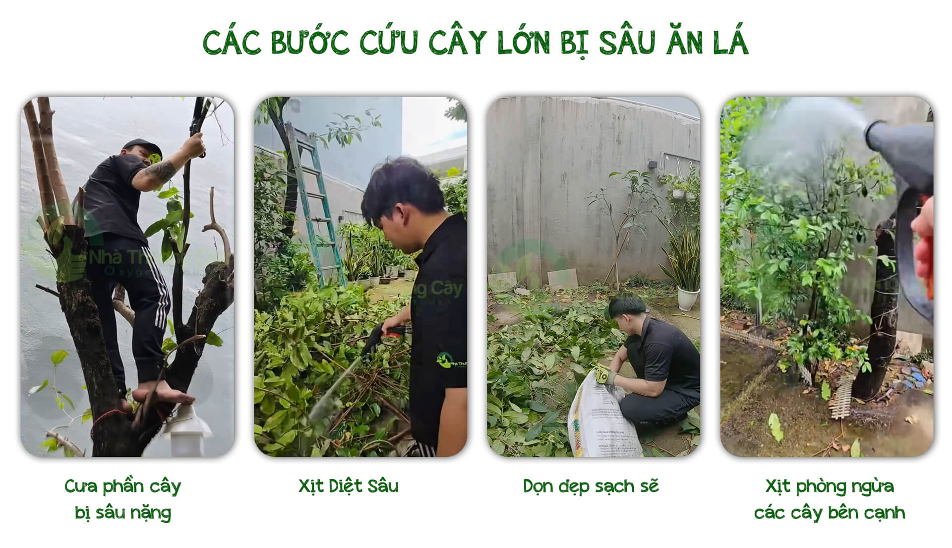 Các bước trị sâu lông ở cây mận tại nhà