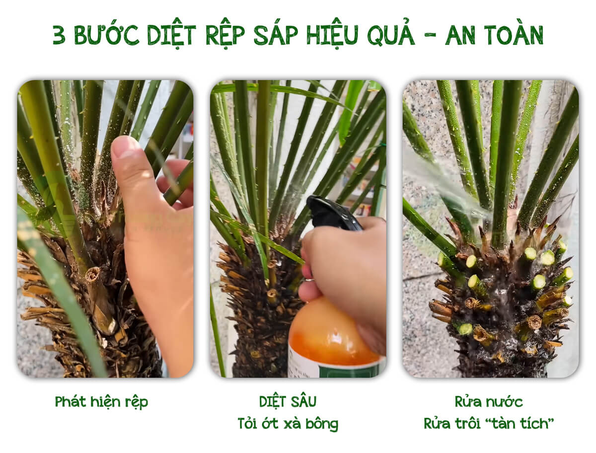 3 bước diệt rệp an toàn