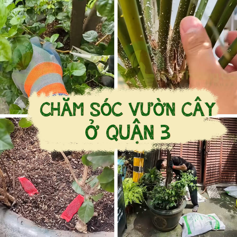 chăm sóc vườn cây quận 3