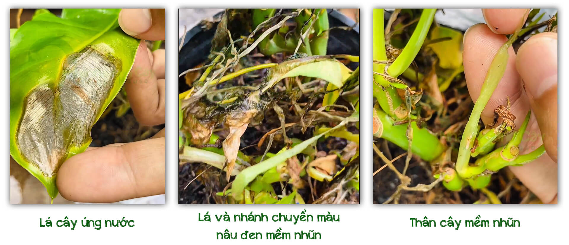 tình trạng cây trầu bà bị úng rễ xử lý như thế nào