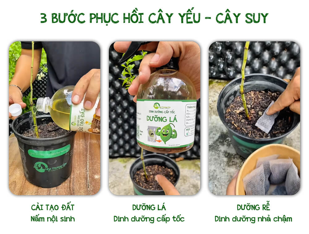 3 bước giúp phục hồi cây yếu cây suy