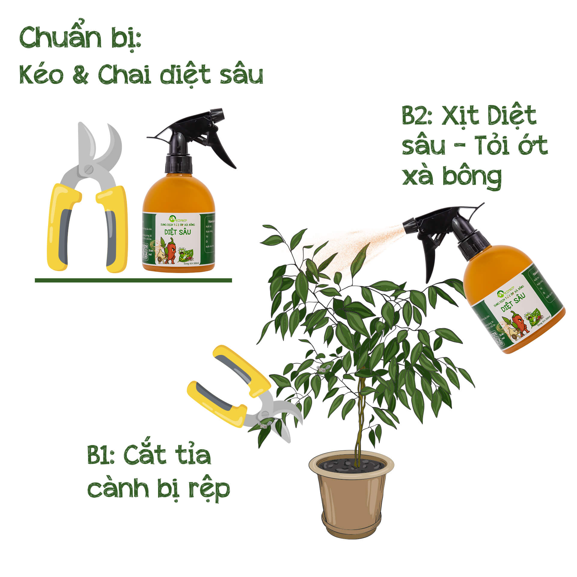 chuẩn bị cứu cây bị rệp sáp