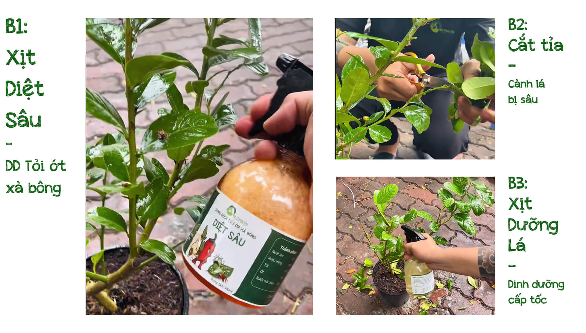 các bước diệt sâu ăn lá, sâu vẽ bùa