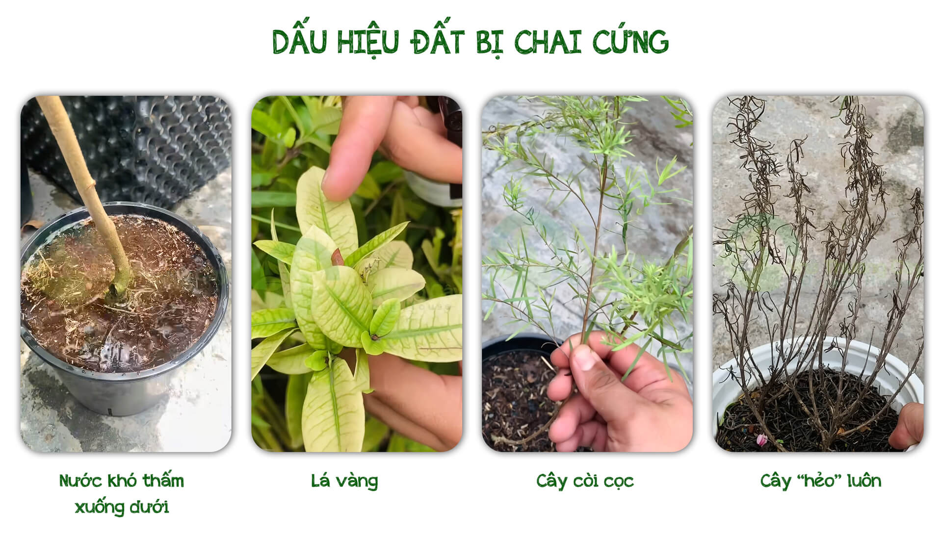 dấu hiệu đất bị chai cứng