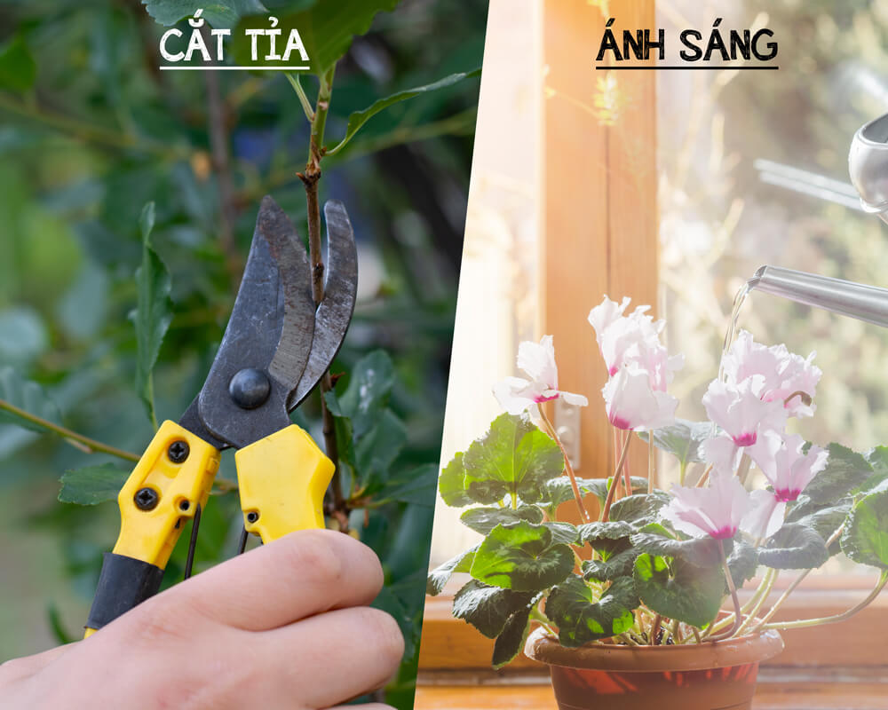 tuyệt chiêu kích hoa