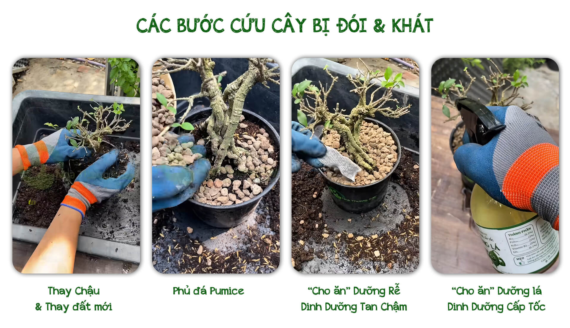 các bước cứu cây hồng ngọc mai bị thiếu dinh dưỡng, còi cọc, rụng lá