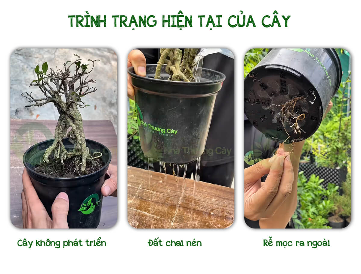 trình trạng cây hồng ngọc mai bị thiếu dinh dưỡng và chai đất