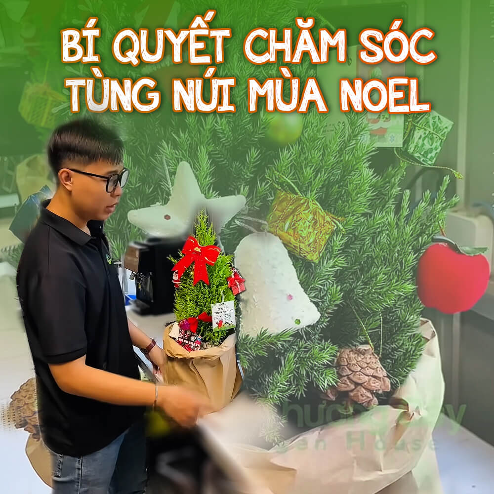 chăm sóc cây tùng núi trong mùa noel và sau noen
