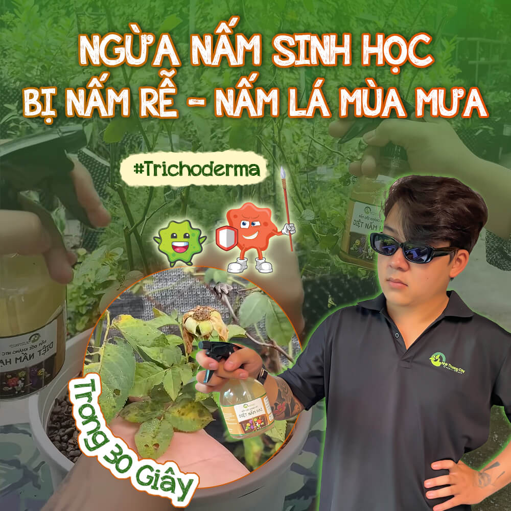 Tuyệt chiêu sinh học: Ngừa nấm rễ, nấm lá cực đơn giản cho vườn cây xanh mướt