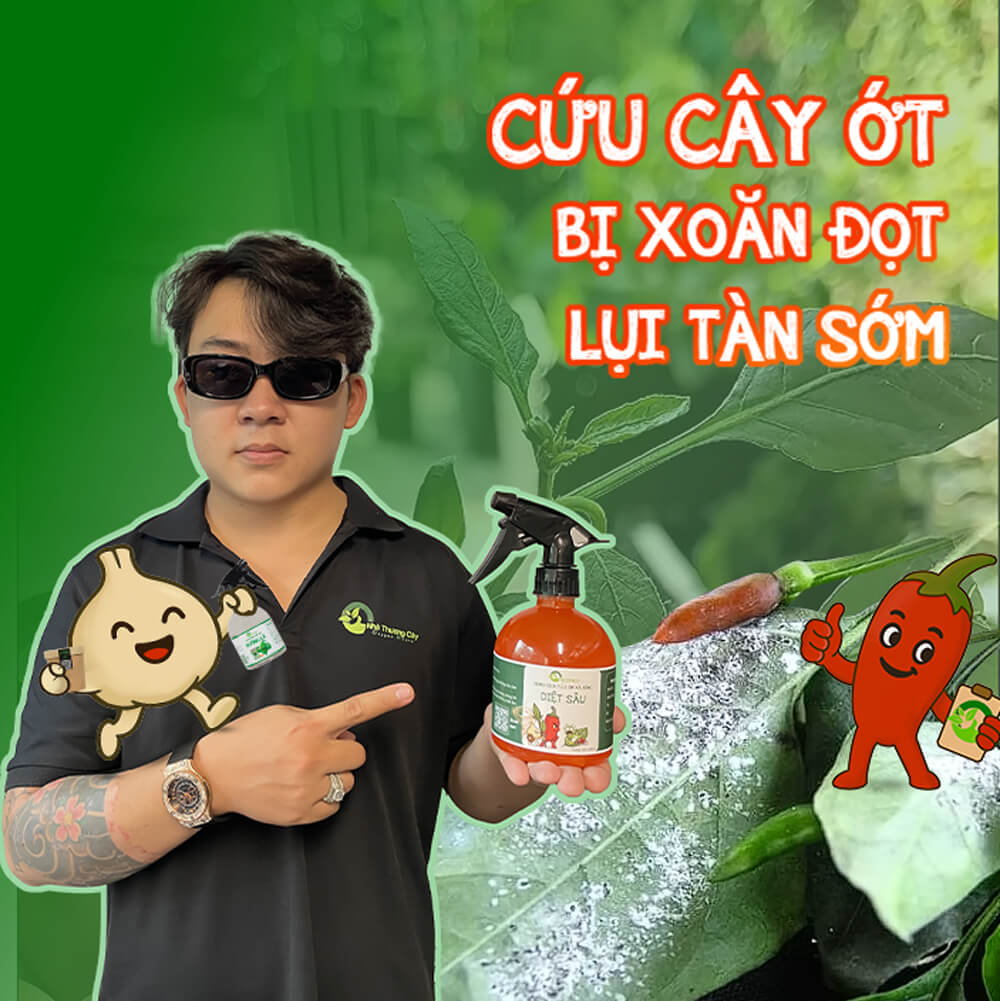 Cứu cây Ớt bị xoăn ngọn, hẻo sớm