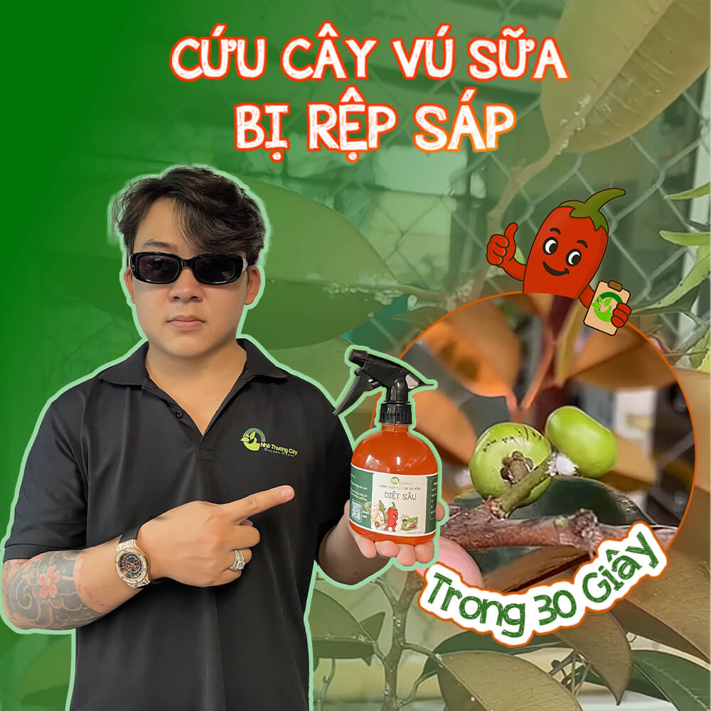 Cứu cây vú sữa bị rệp sáp tấn công: xử lý gọn trong 30 giây