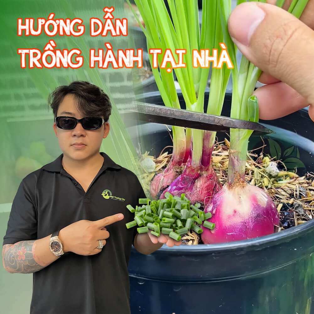 MẸO TRỒNG HÀNH TÍM TẠI NHÀ