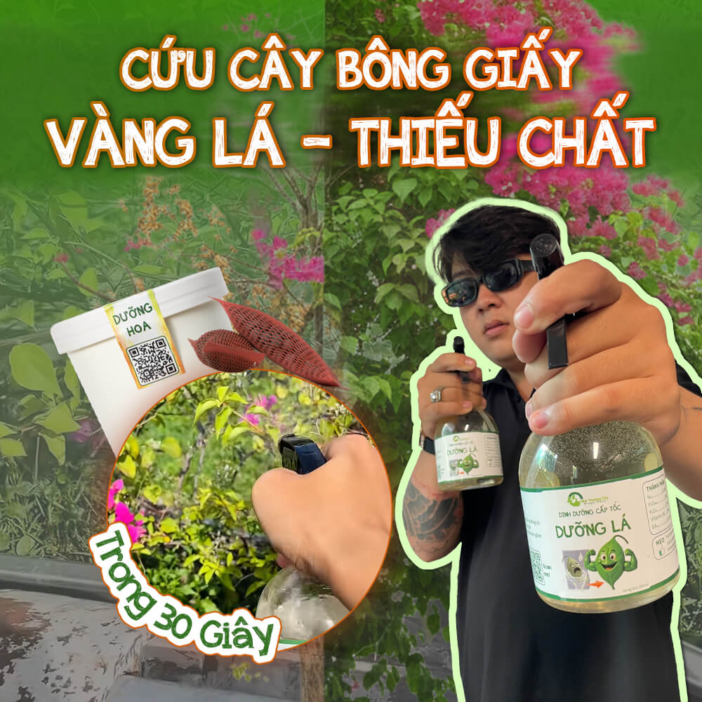 Bí kíp cứu cây bông giấy vàng lá & kích bông rực rỡ kịp Tết