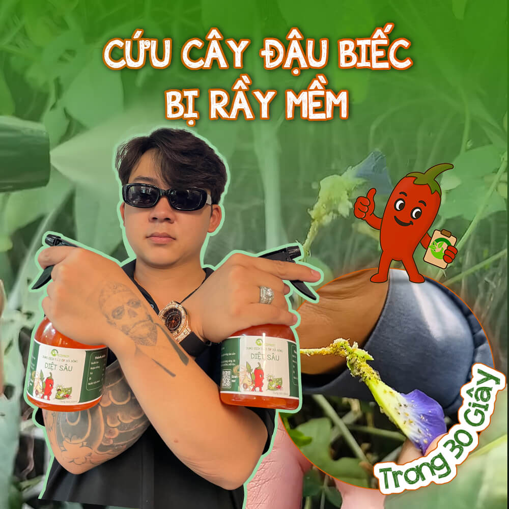 CỨU CÂY ĐẬU BIẾC BỊ RẦY MỀM