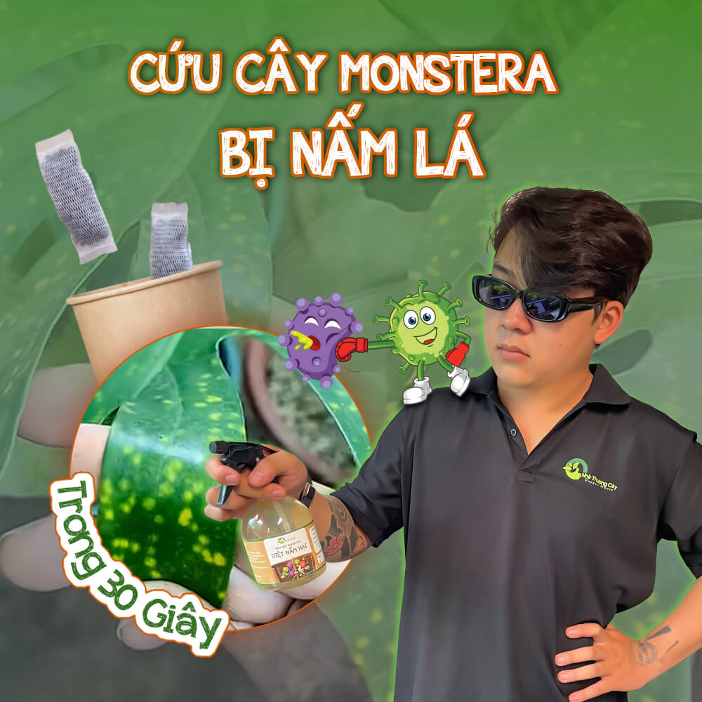 CỨU CÂY MONSTERA BỊ NẤM LÁ