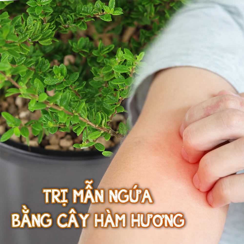 CÔNG THỨC TRỊ MẨN NGỨA BẰNG CÂY HÀM HƯƠNG