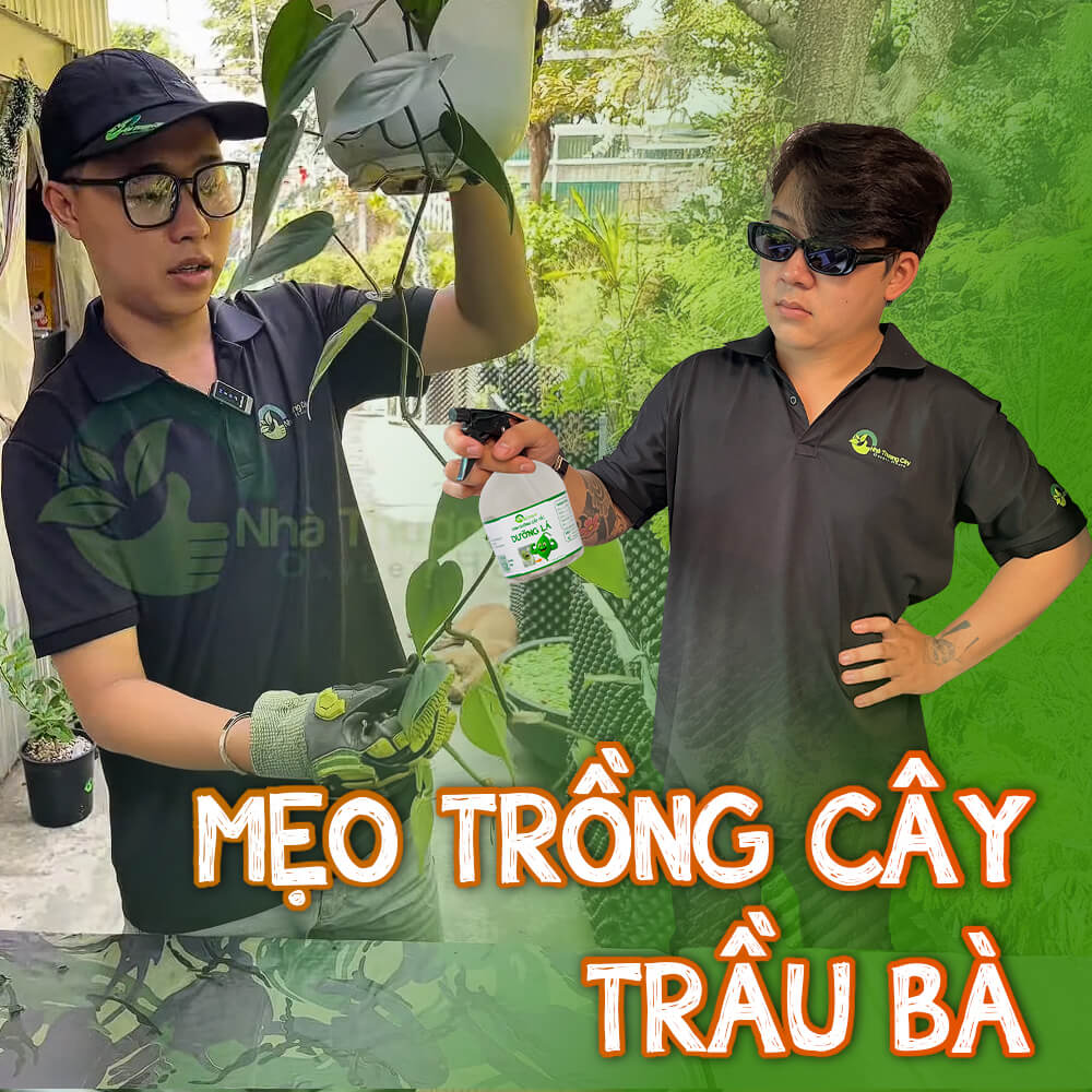 Cách chăm sóc cây Trầu Bà để luôn sum suê