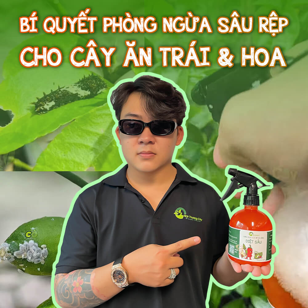 phòng ngừa sâu rệp cho cây ăn trái, hoa cảnh