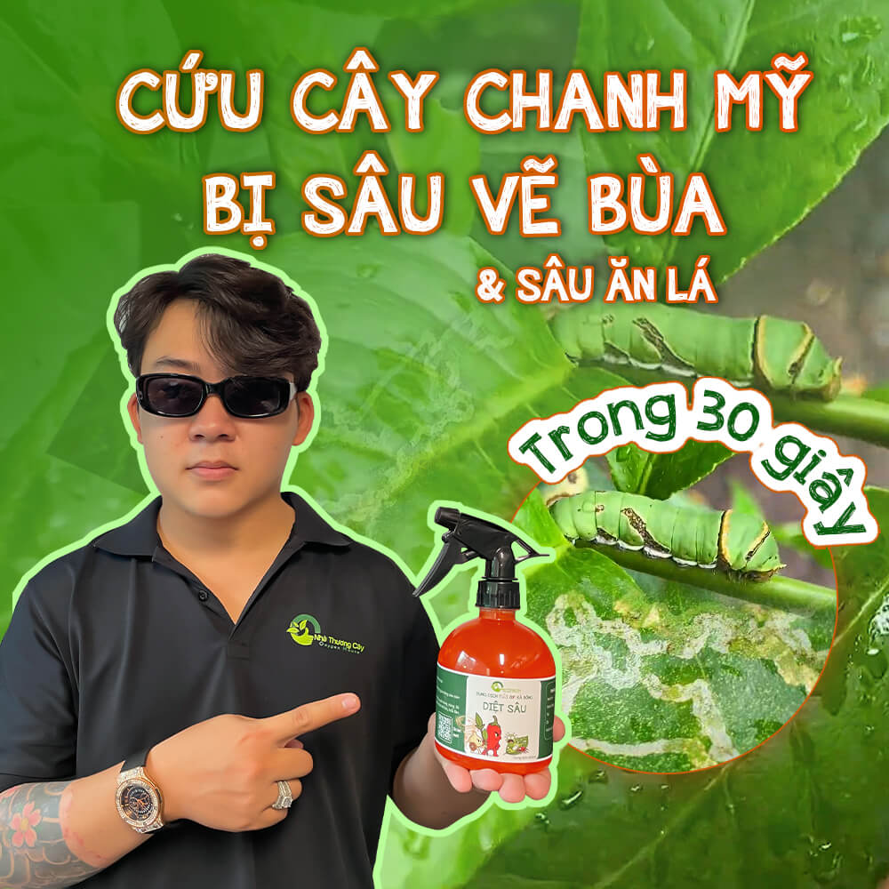 diệt sâu vẽ bùa cứu cây chanh vàng mỹ