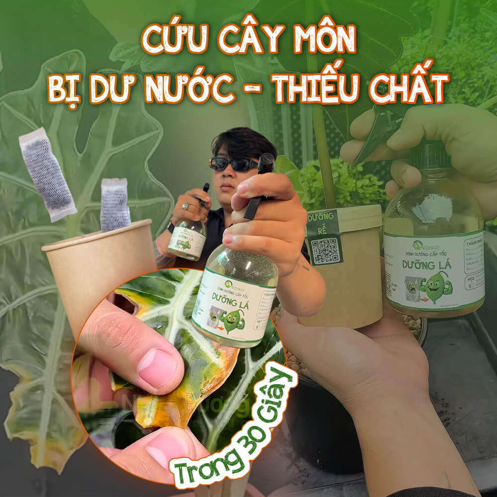 cứu cây môn bị dư nước