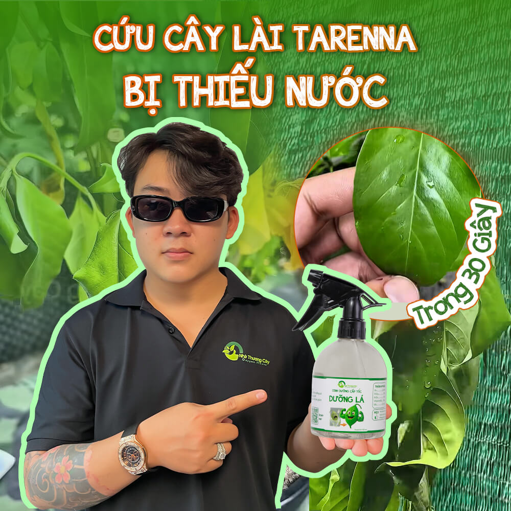 Cứu-cây-Lài-Tarenna-bị-héo-rũ-thiếu-nước-dù-mưa-liên-tục-nhiều-ngày