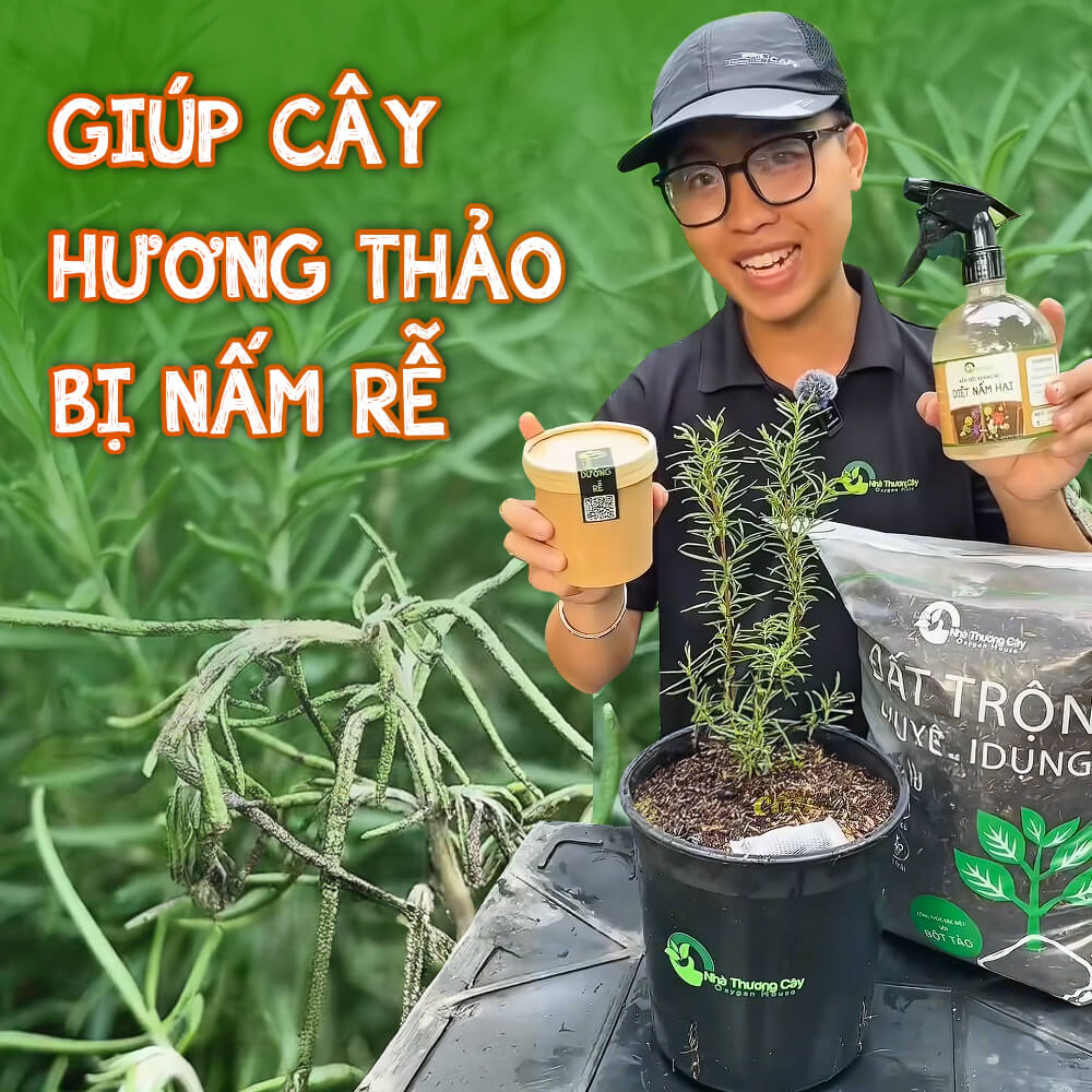 cứu cây hương thảo bị nấm rễ
