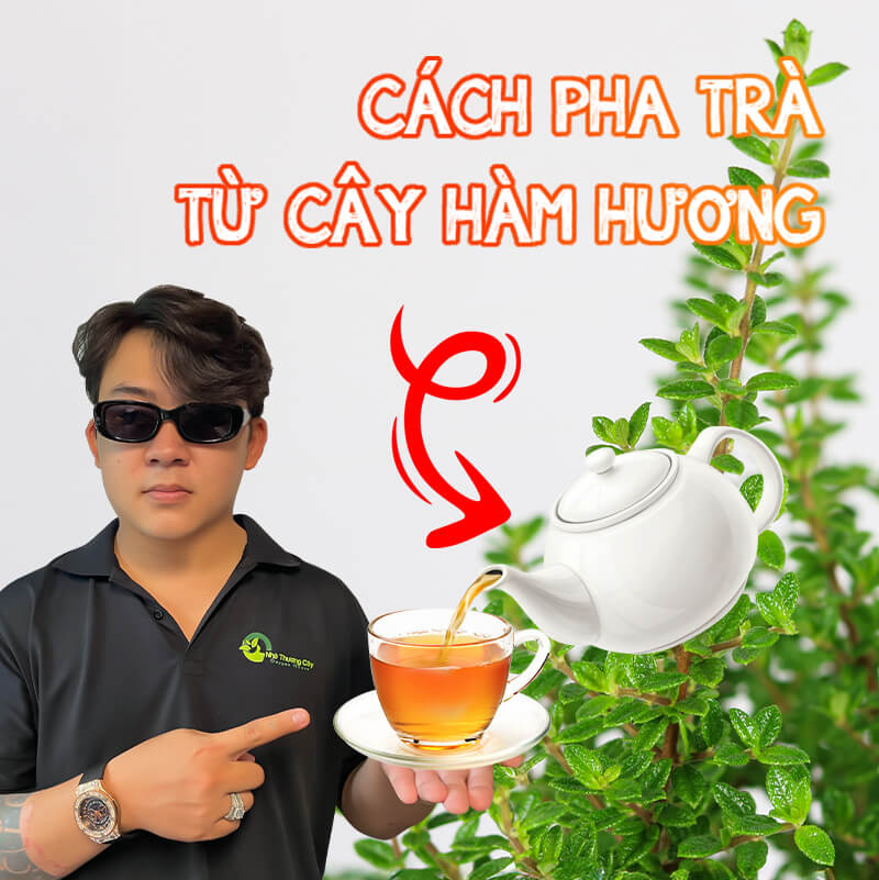 Cách pha trà từ cây hàm hương để giảm tress, dễ tập trung