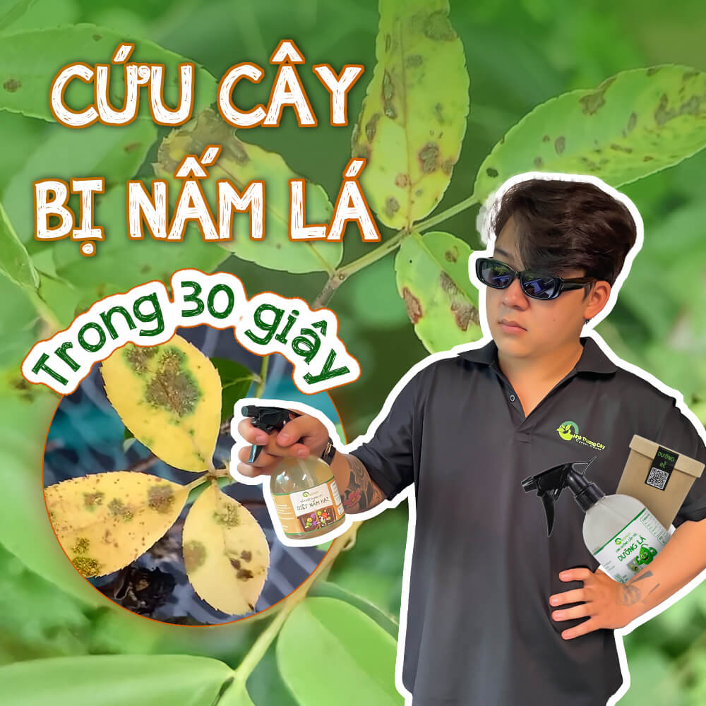 cứu cây bị nấm lá, nấm rễ