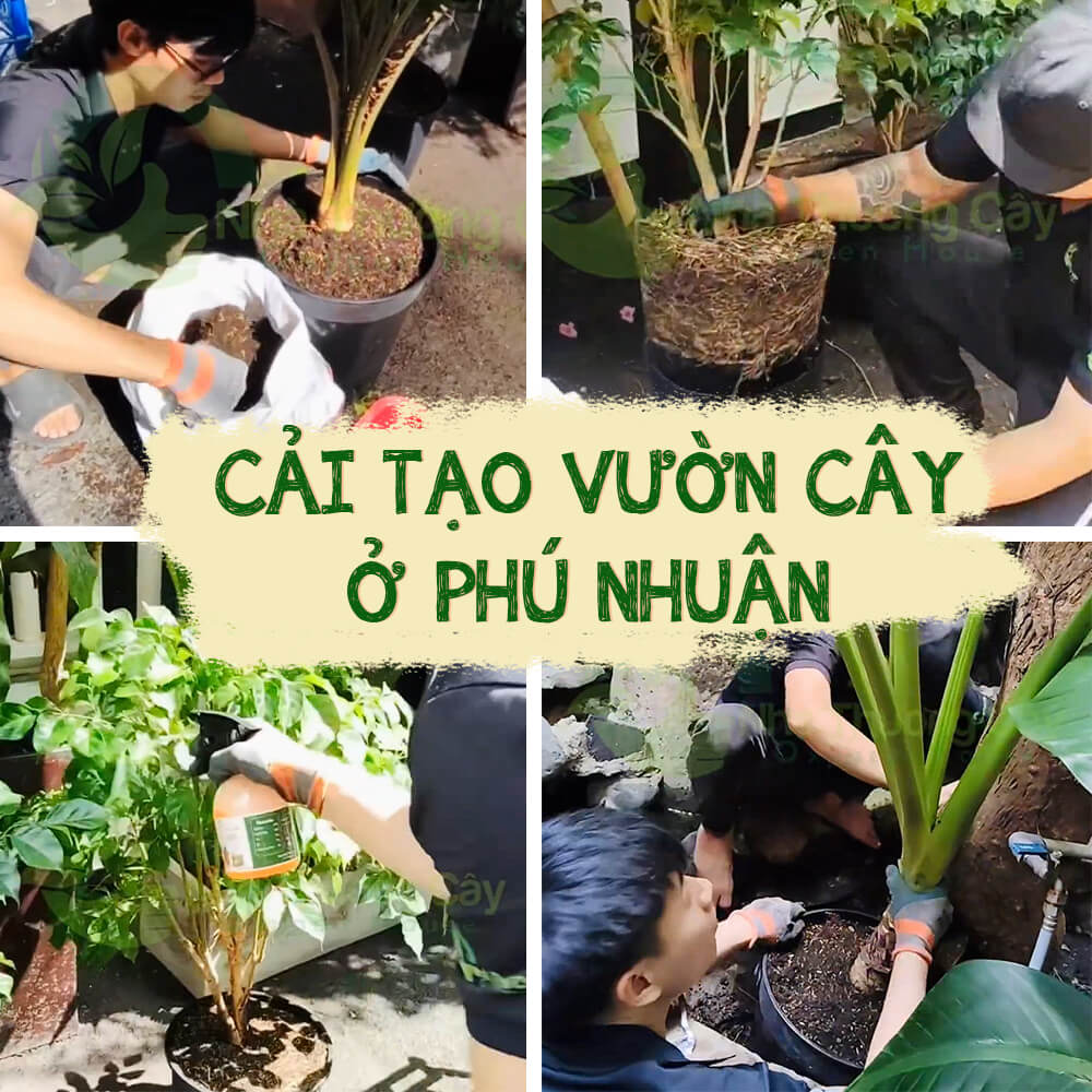 hành trình 1 ngày chăm sóc cải tạo vườn cây ở phú nhuận hồ chí minh