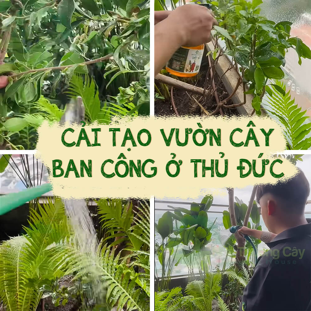 cải tạo vườn cây ban công ở thủ đức
