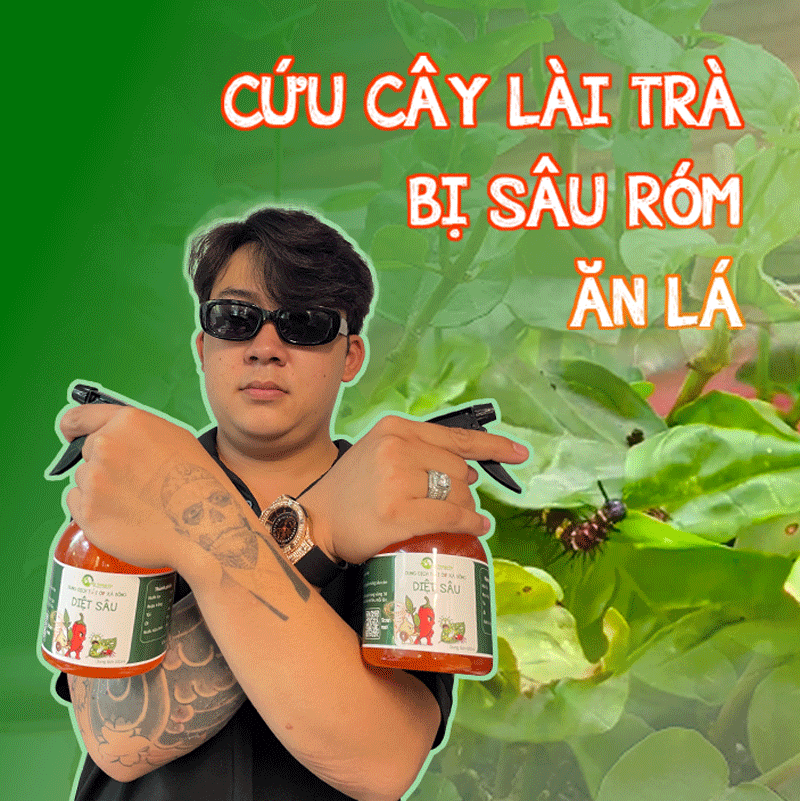 diệt sâu róm ăn lá cây lài trà