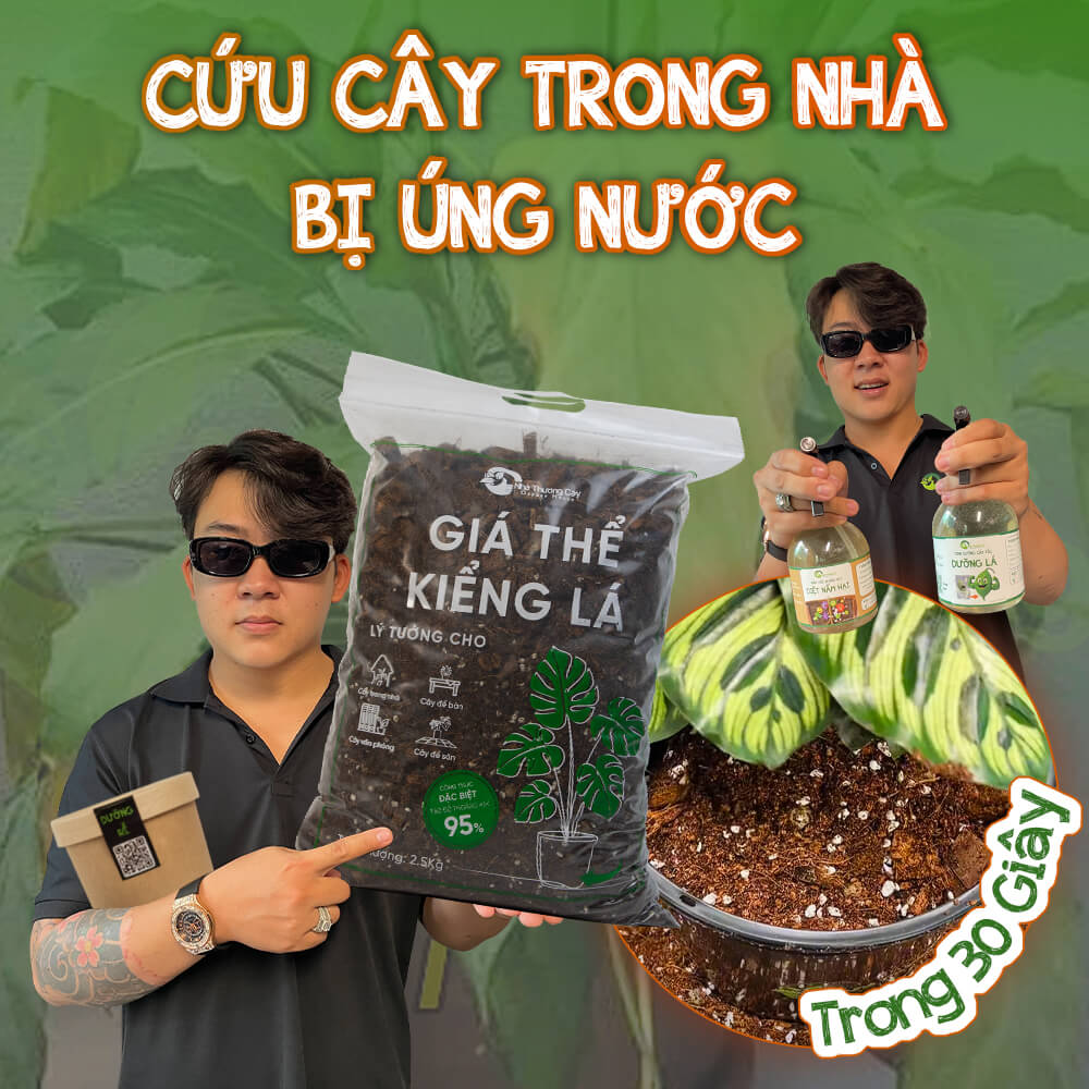 Bí quyết cứu cây trong nhà bị úng nước