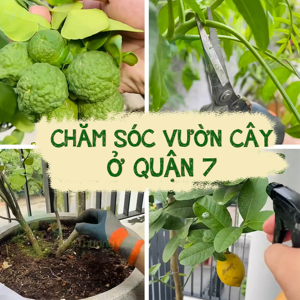 hướng dẫn chăm sóc vườn cây ở quận 7