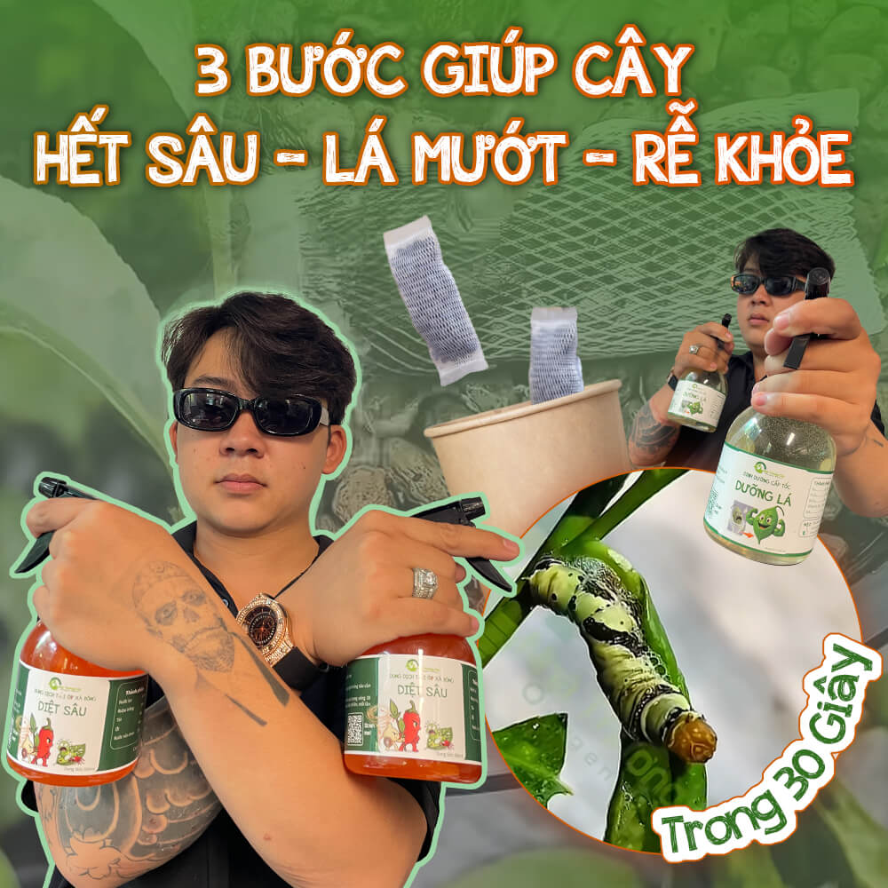 3 bước hết sâu, lá mướt, rễ khỏe