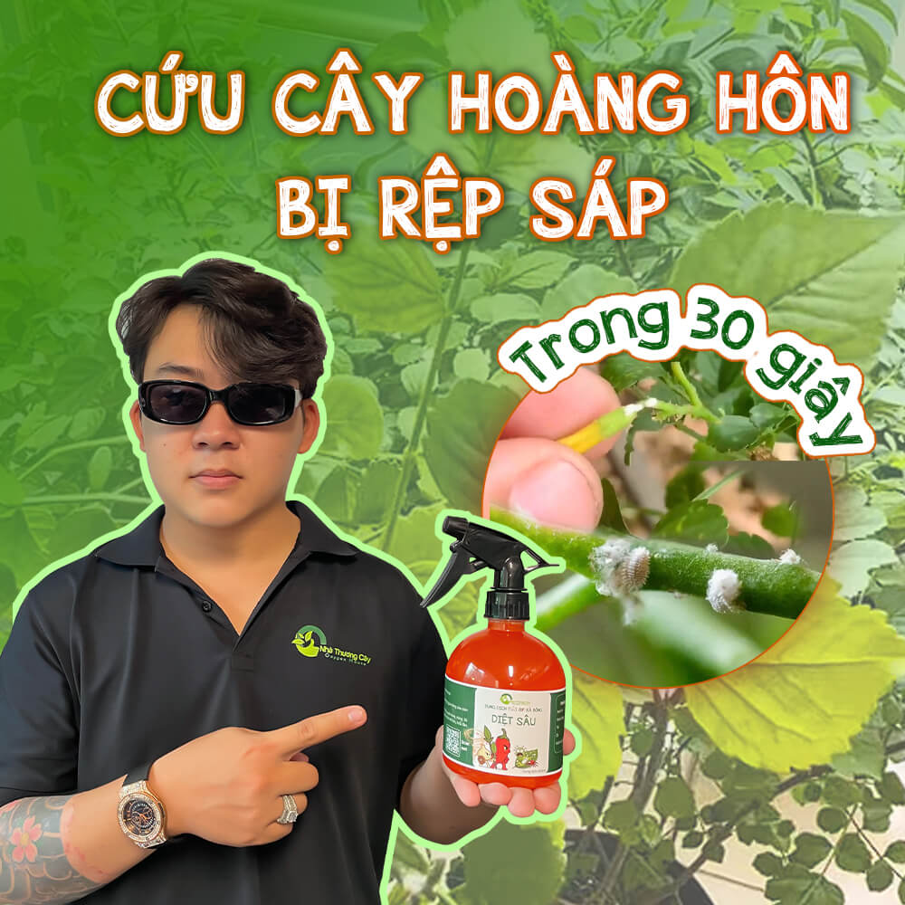 cứu cây hoàng hôn bị rệp sáp