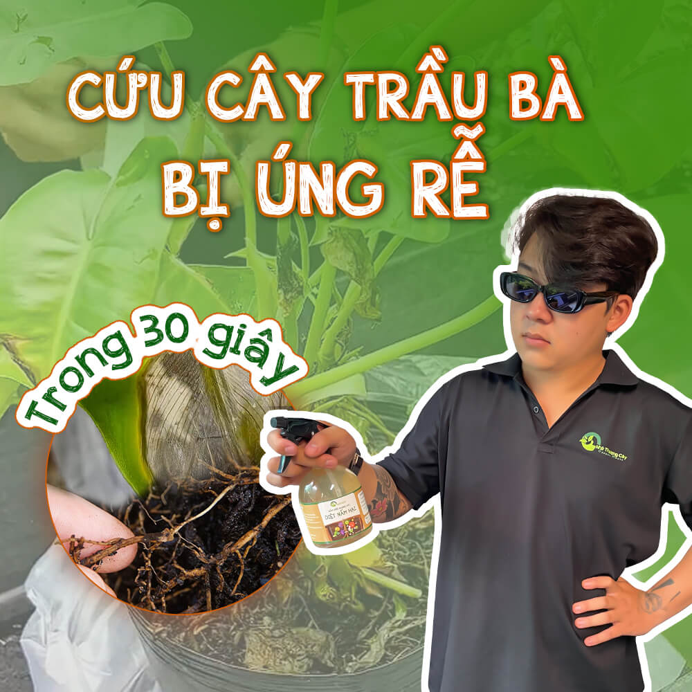 cứu cây trầu bà tỉ phú bị úng rễ