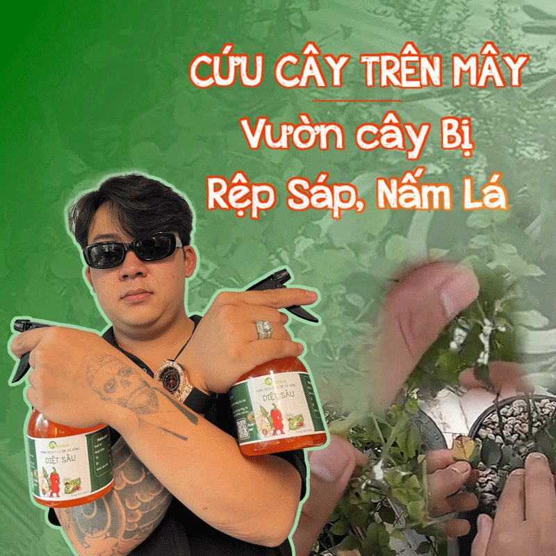 cứu vườn cây bị rệp tấn công, diệt rệp tận gốc