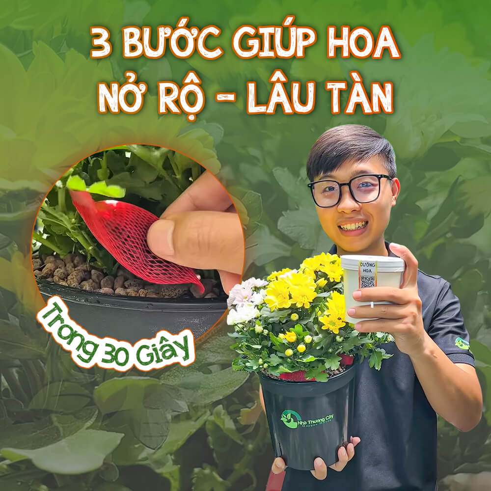 dưỡng hoa lâu tàn
