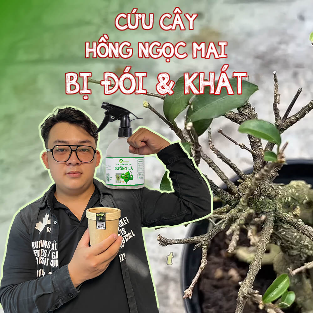 cứu cây hồng ngọc mai bị đói và khát: thiếu dinh dưỡng