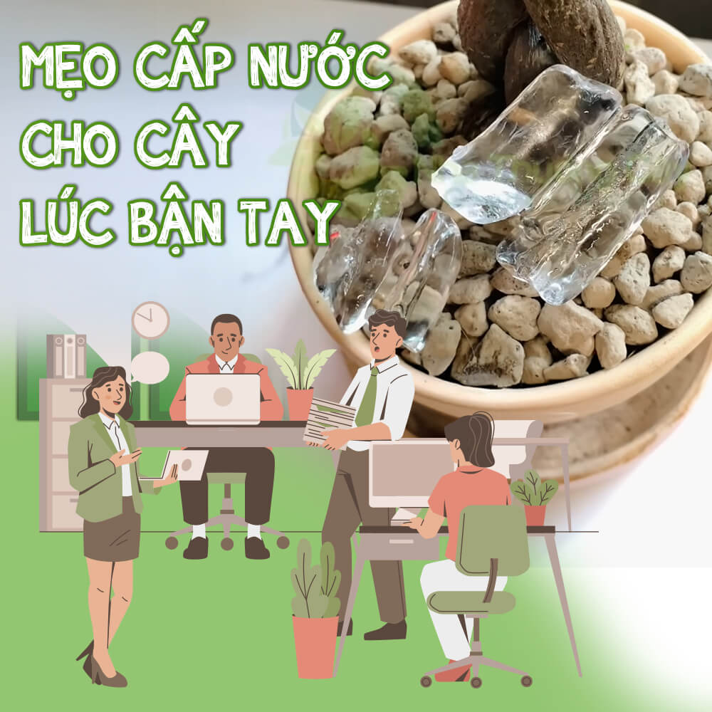 mẹo cấp nước cho cây văn phòng lúc bận tay