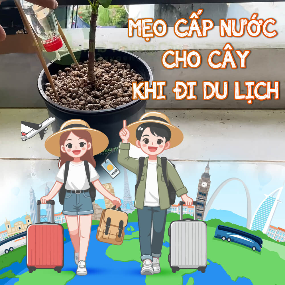 mẹo cấp nước cho cây khi đi du lịch dài ngày