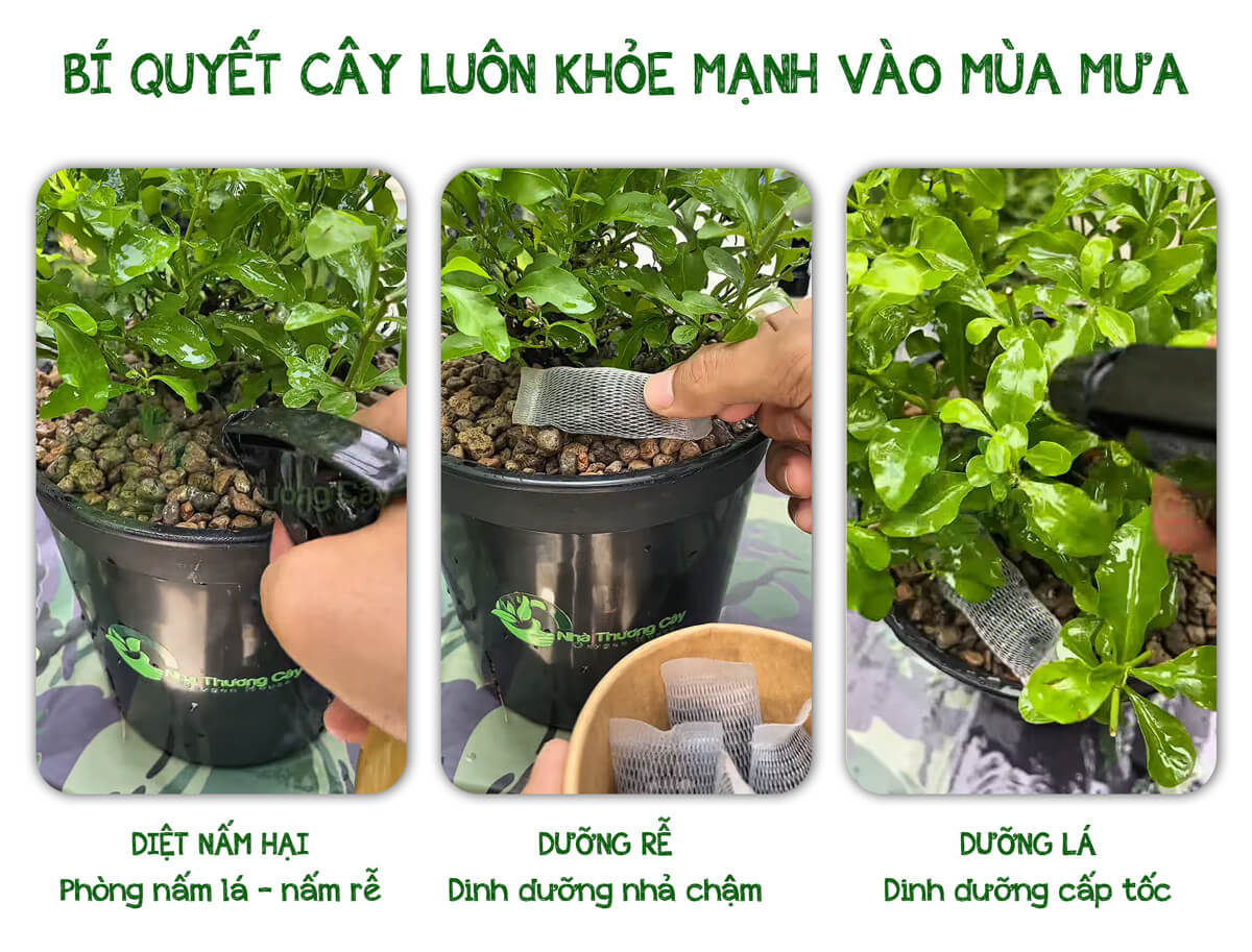 bí quyết giúp cây vào mùa mưa
