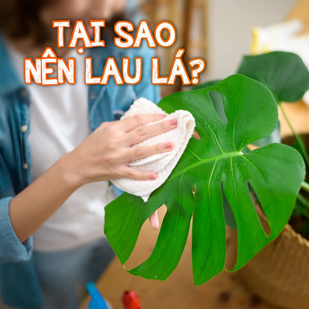 tại sao nên lau lá cây