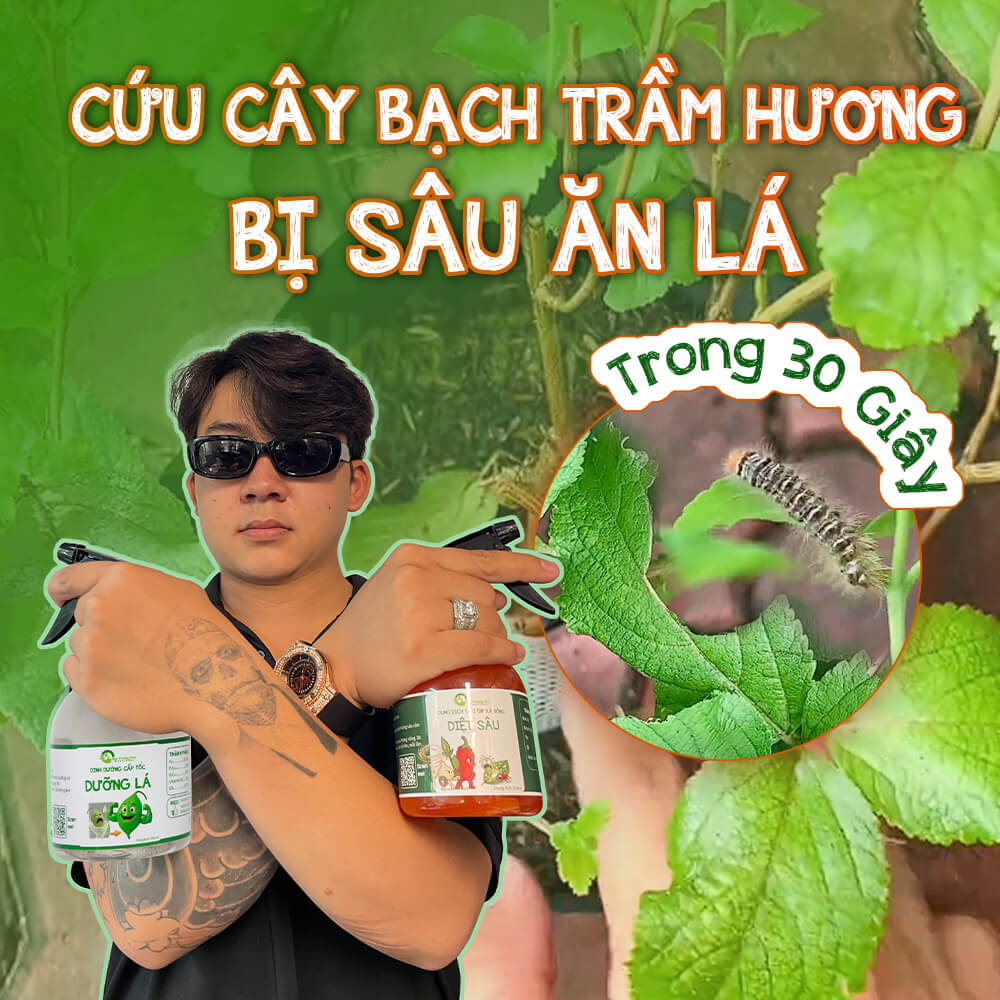 cứu cây bạch trầm hương bị sâu ăn lá tại nhà