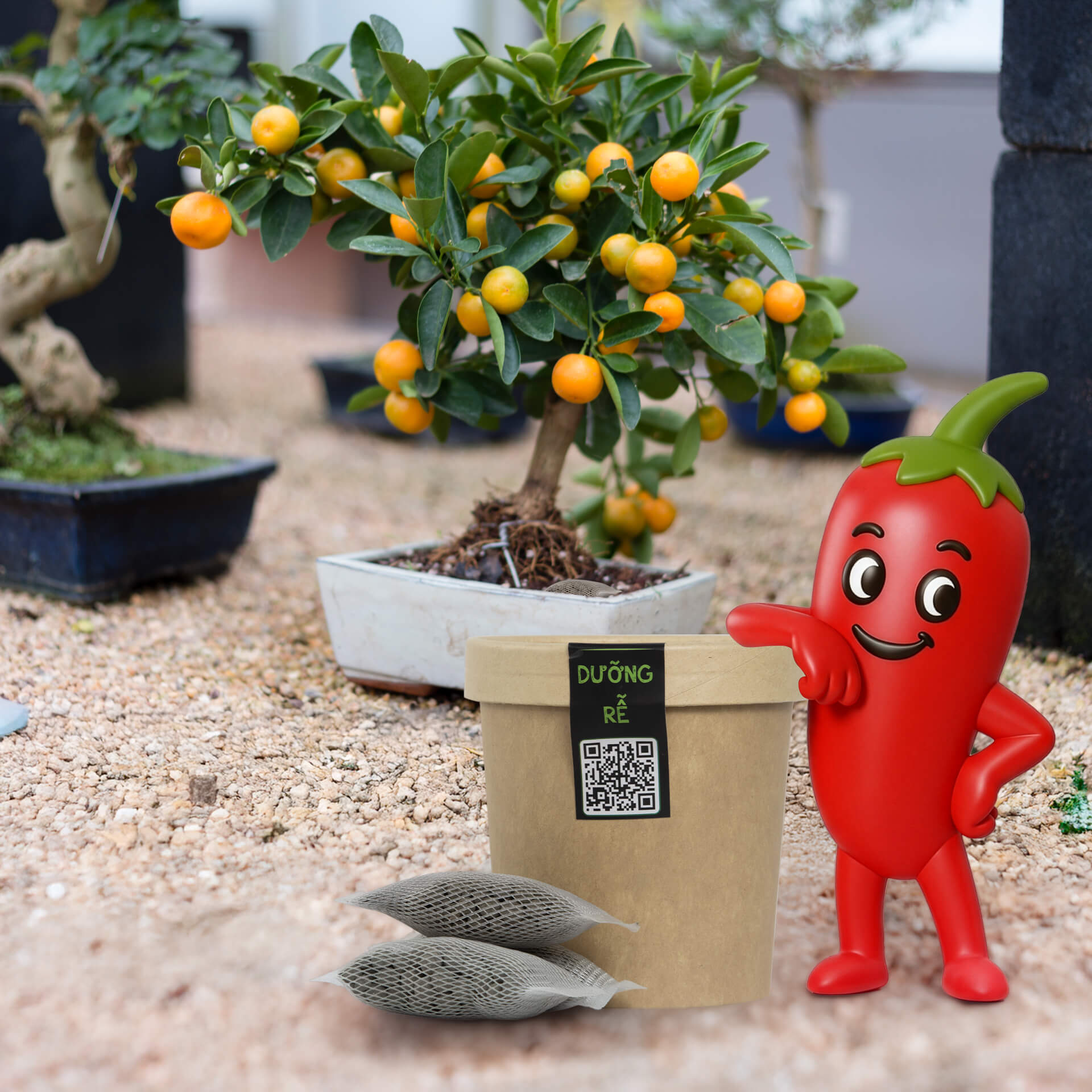 dinh dưỡng để cây tắc cho nhiều trái